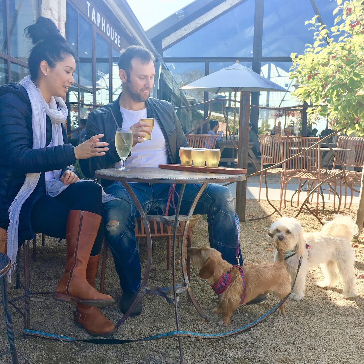 dogs-enjoying-a-beer-and-cider-tasting-on-their-tour