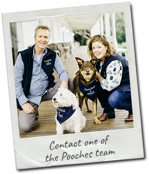 contact-the-pooches-team