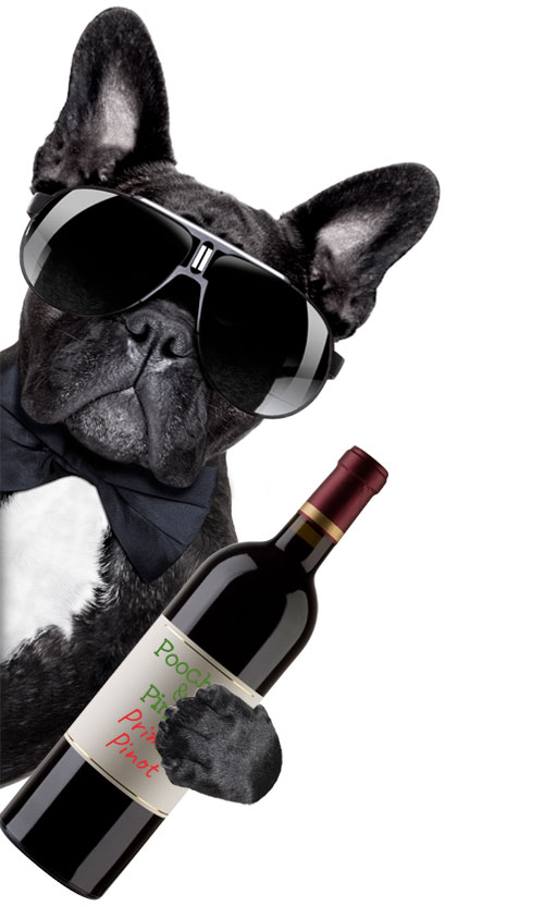 pooches-wine-tour-dog