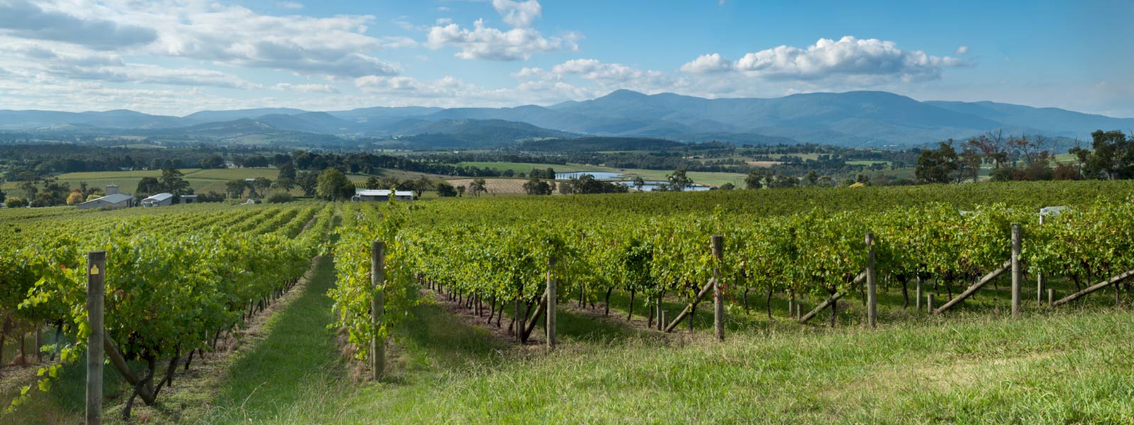 view-ofyarra-ranges-across-vineyard