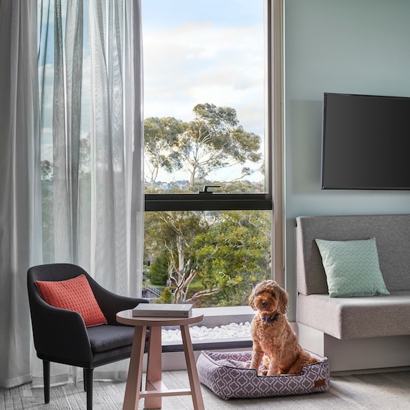 interior of dog friendly hotel Element Richmond