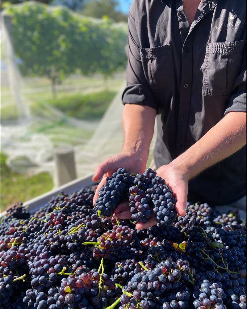 Red wine grapes in tub with hands presenting them.
